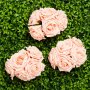 Rosor - Stora - Aprikos - 5-pack