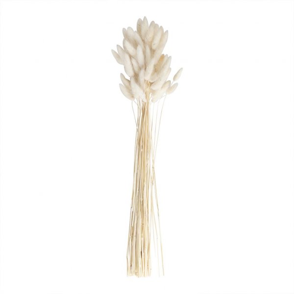 Torkat gräs - Bunny Tails - Natural White Torkat gräs - Bunny Tails - Natural White