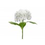 Hortenisa - 69 cm - Premium - Vit